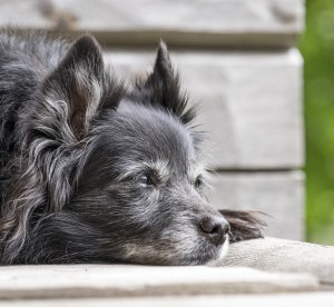 can dogs suffocate under blankets