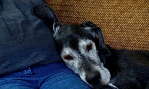 An old Great Dane with a white face leaning against a man's side.