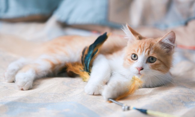 Orange and white kitten lying on a bed playing with a wand toy