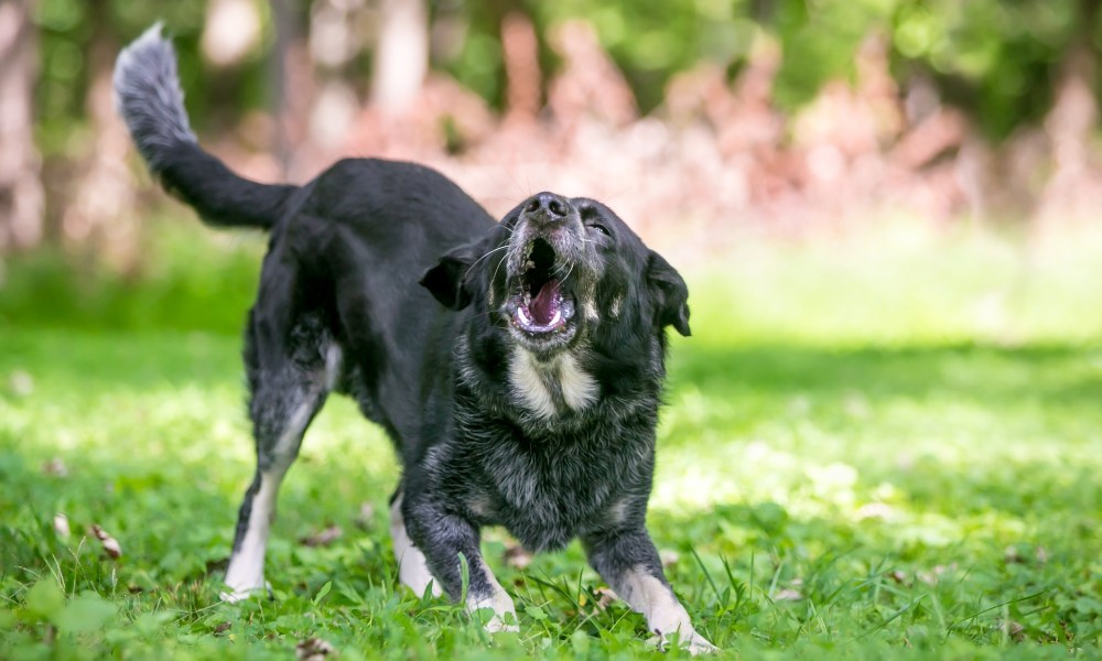 A playful Border Collie / Australian Cattle Dog mixed breed dog standing in a play bow position and barking