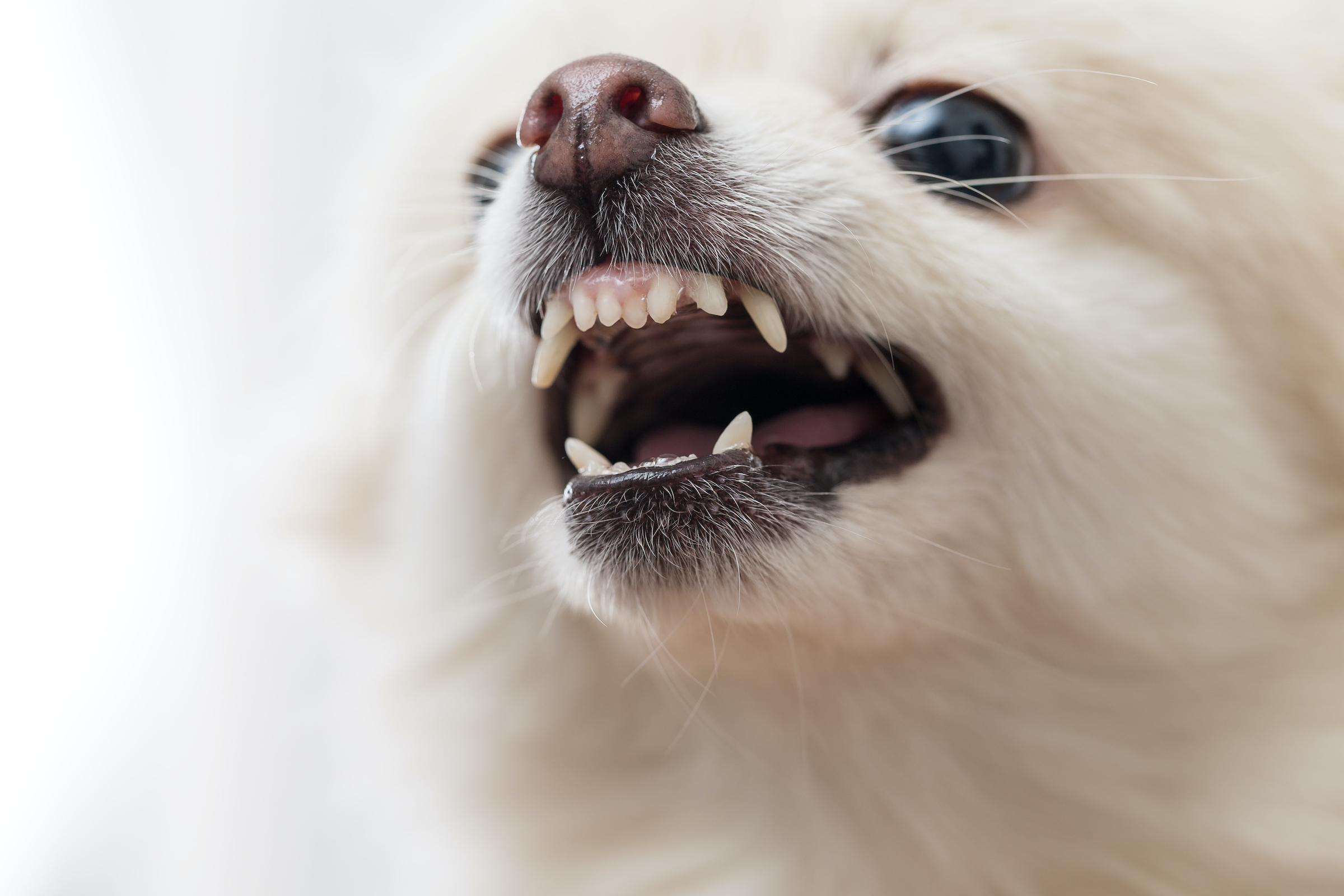 do dogs lose their teeth when they get old