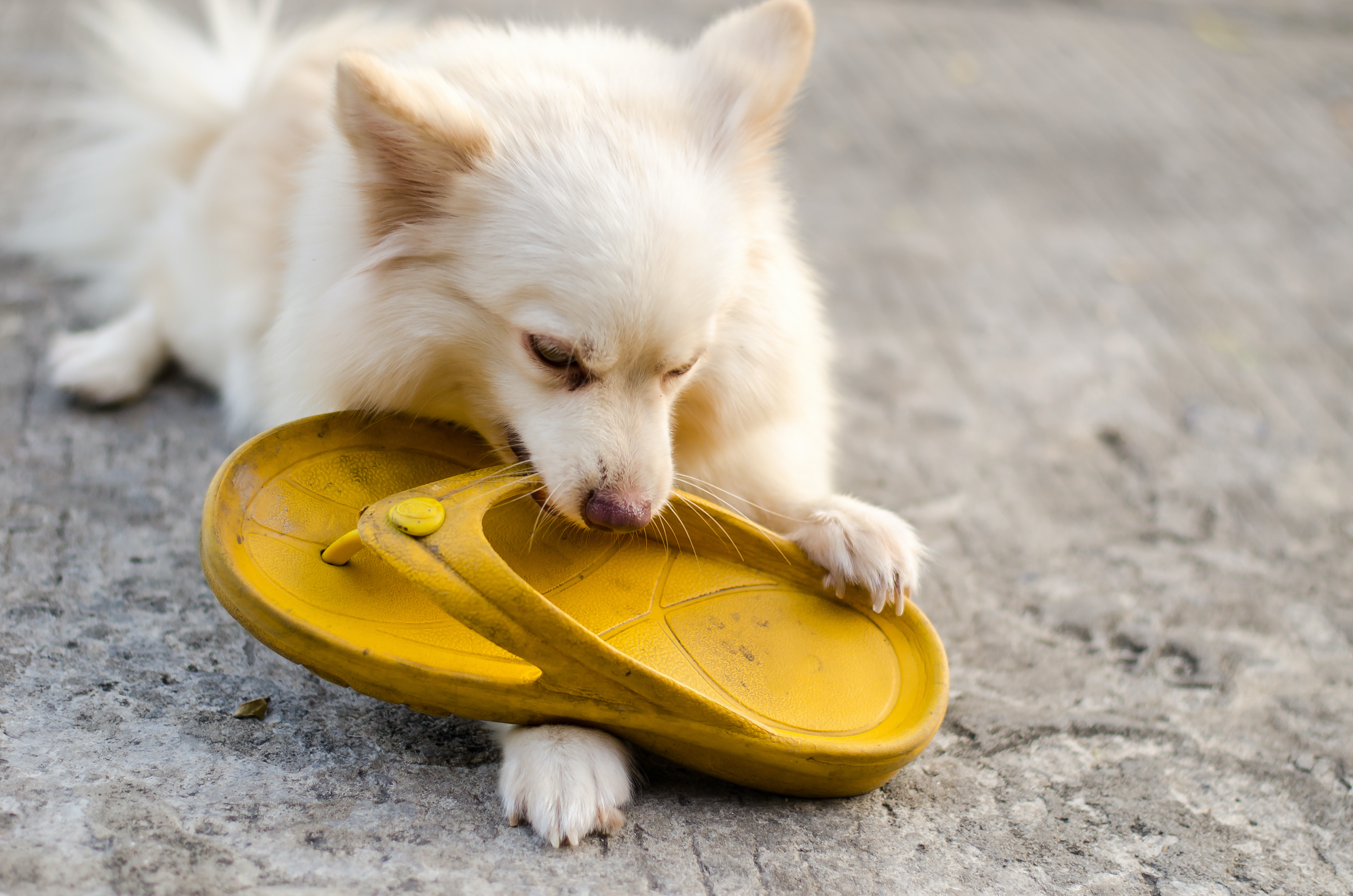 Dog crocs outlet shoes