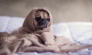 Pug wrapped in a blanket