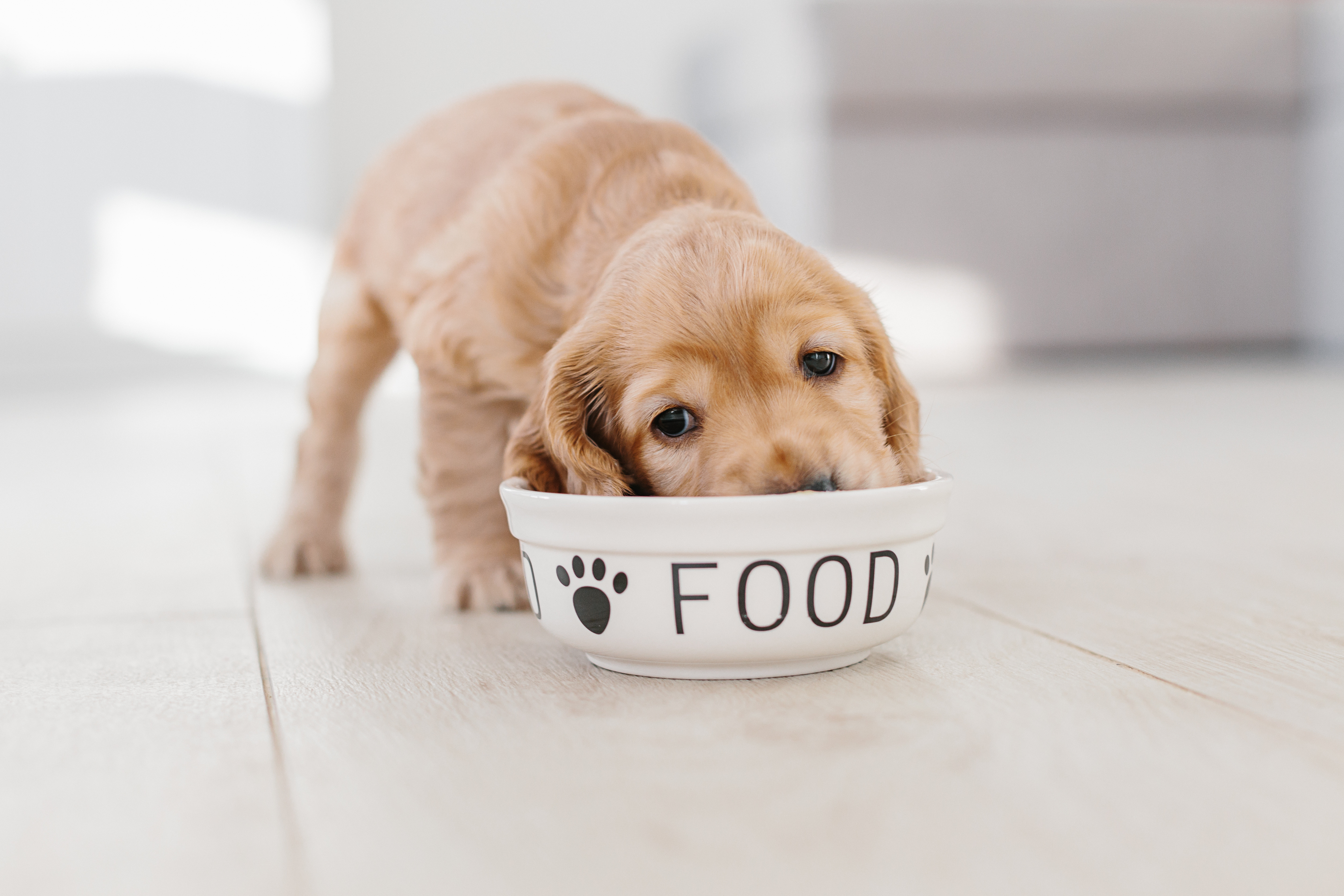 how often should 6 week old puppies be fed