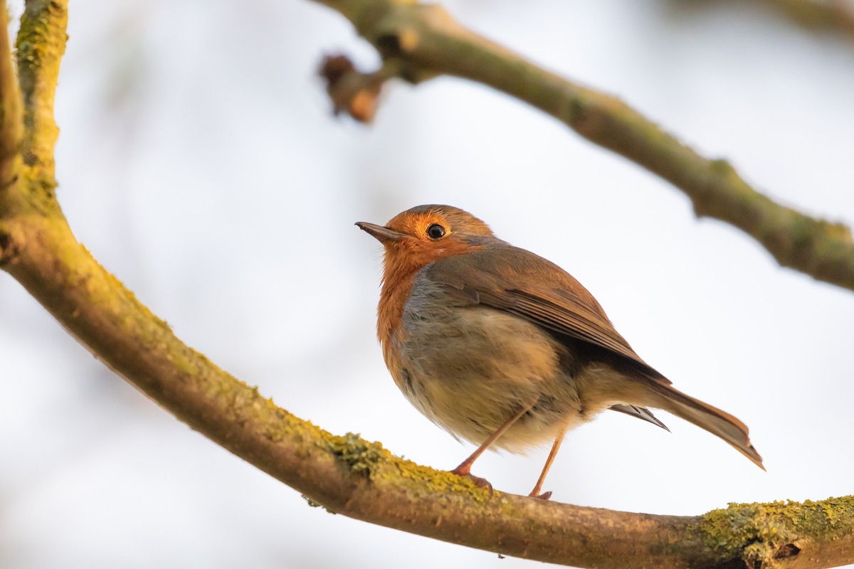 Robin sits on a small branch in a tree outside