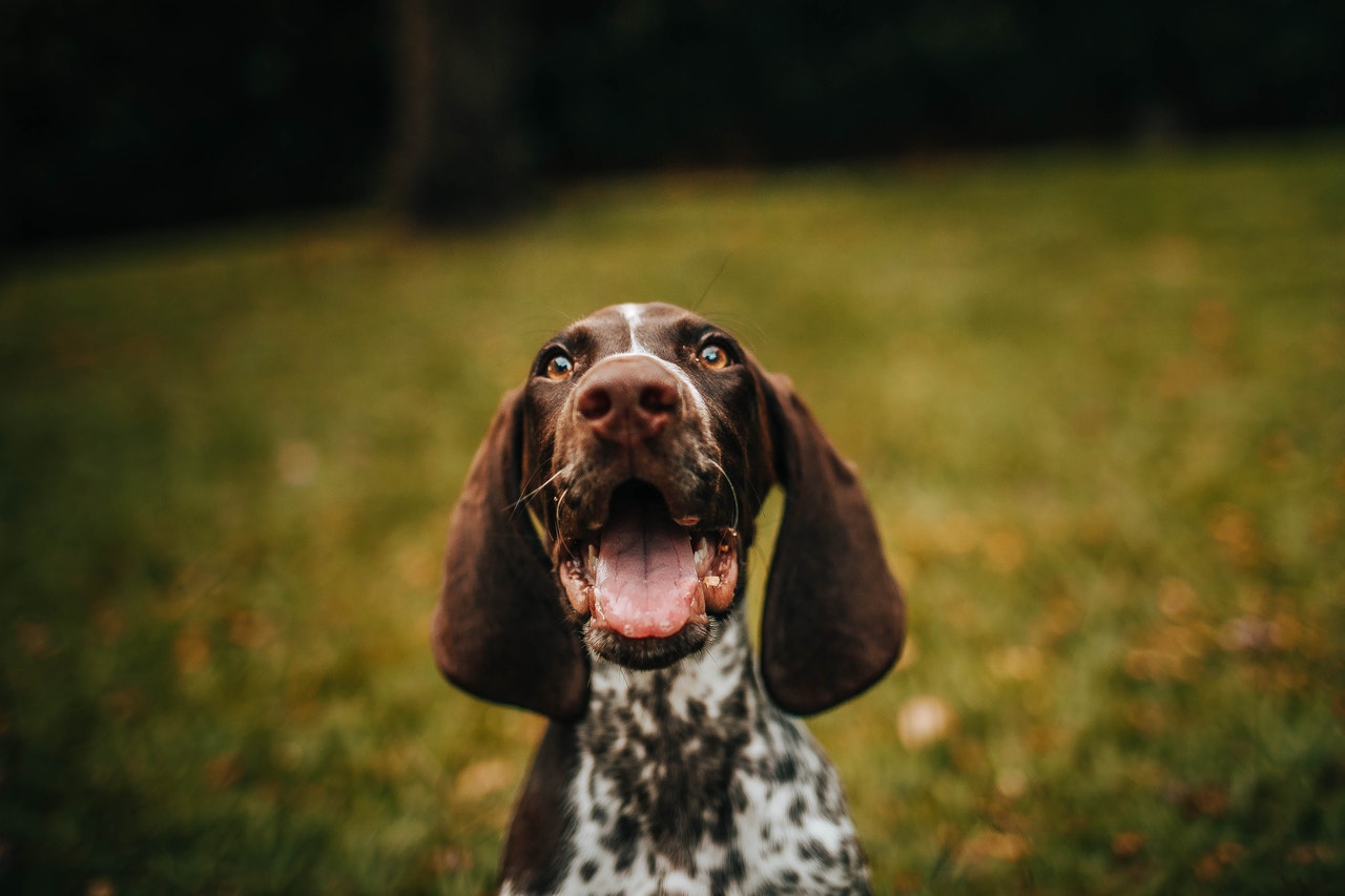 what does it mean when your dog chatters his teeth