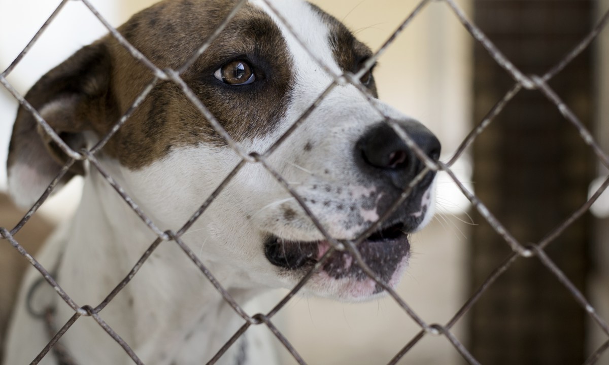 A dog alone, sad and abandoned behind the fence in a shelter