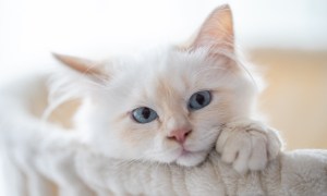 a white kitten with blue eyes in a cat tree