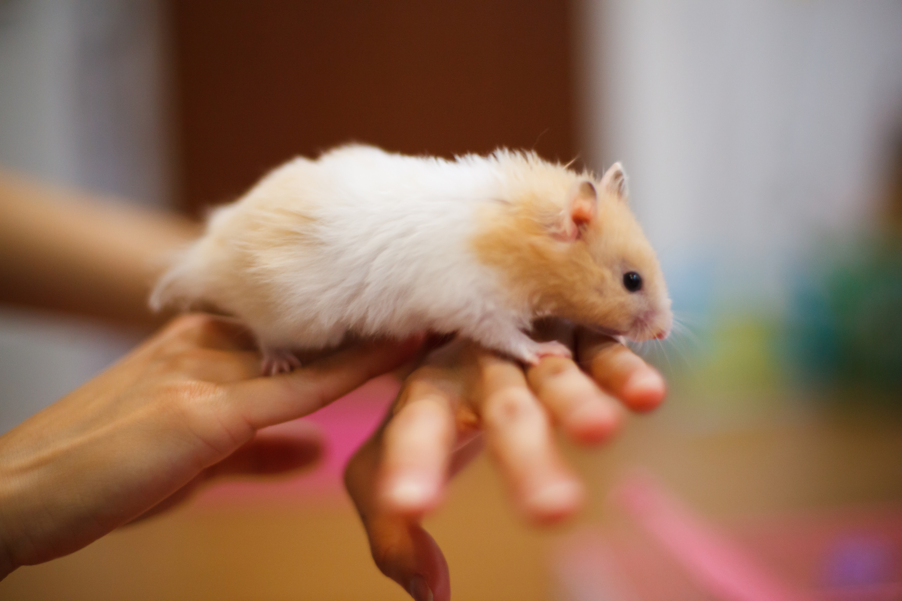 syrian hamster breeds
