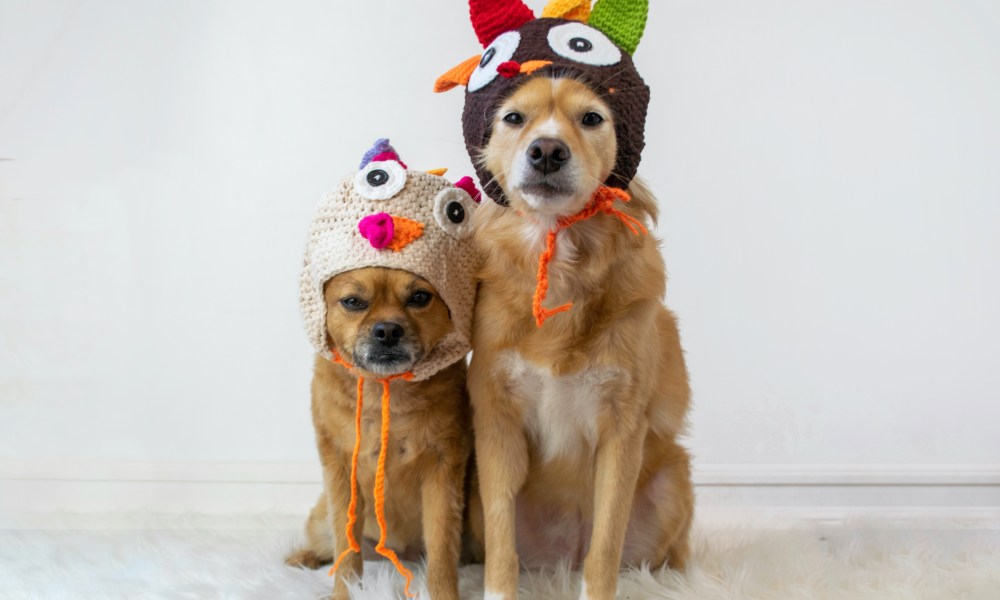 Two cute dogs sitting wearing turkey Thanksgiving hats