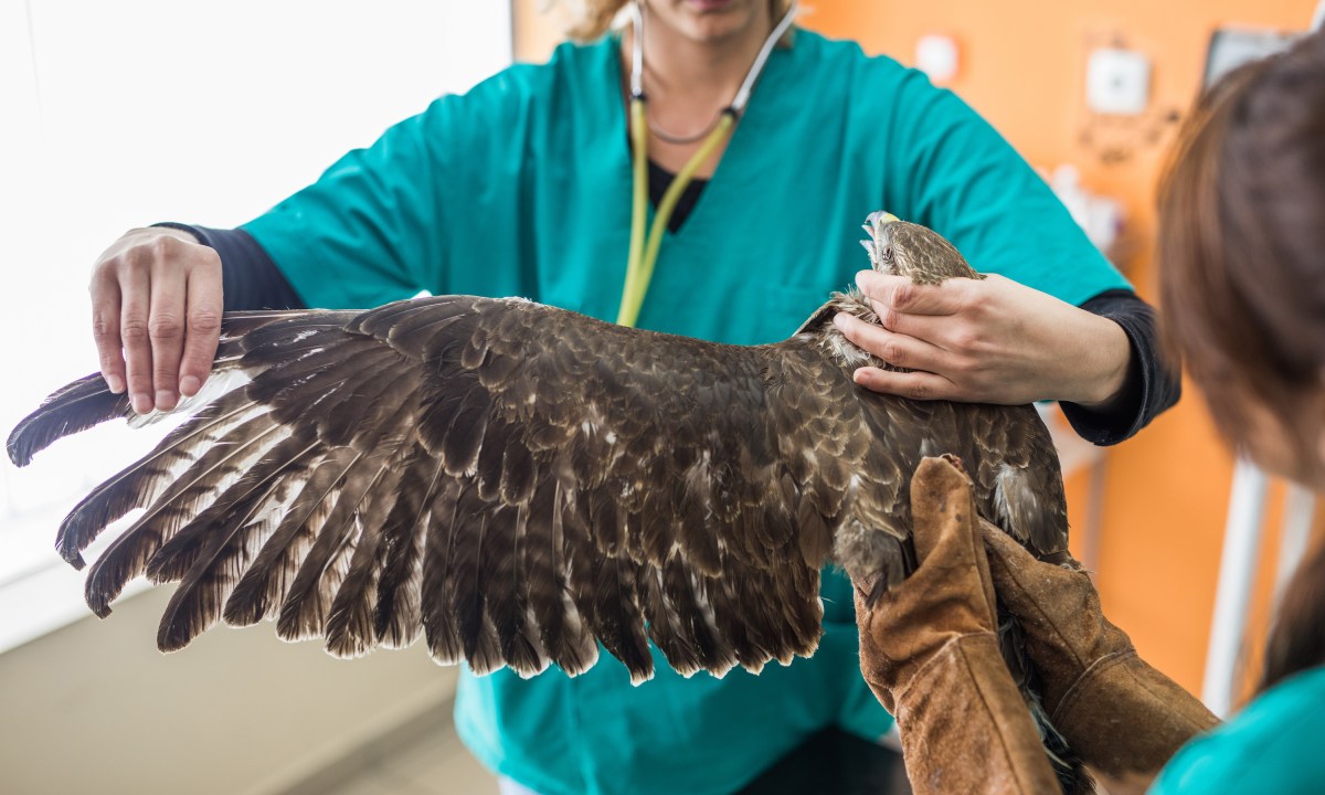 Vet examines a falcon's wing