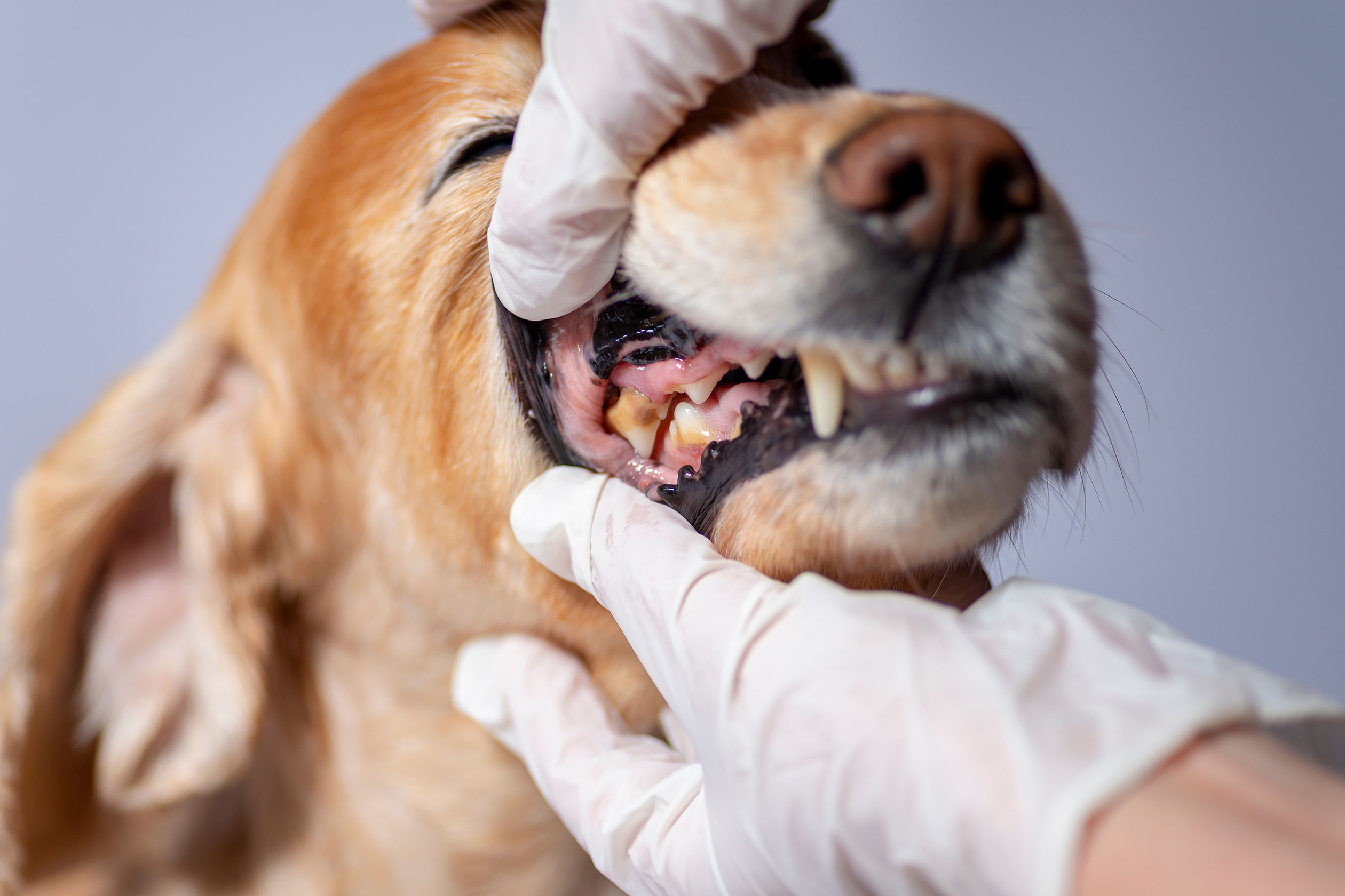 do dogs lose their canine teeth