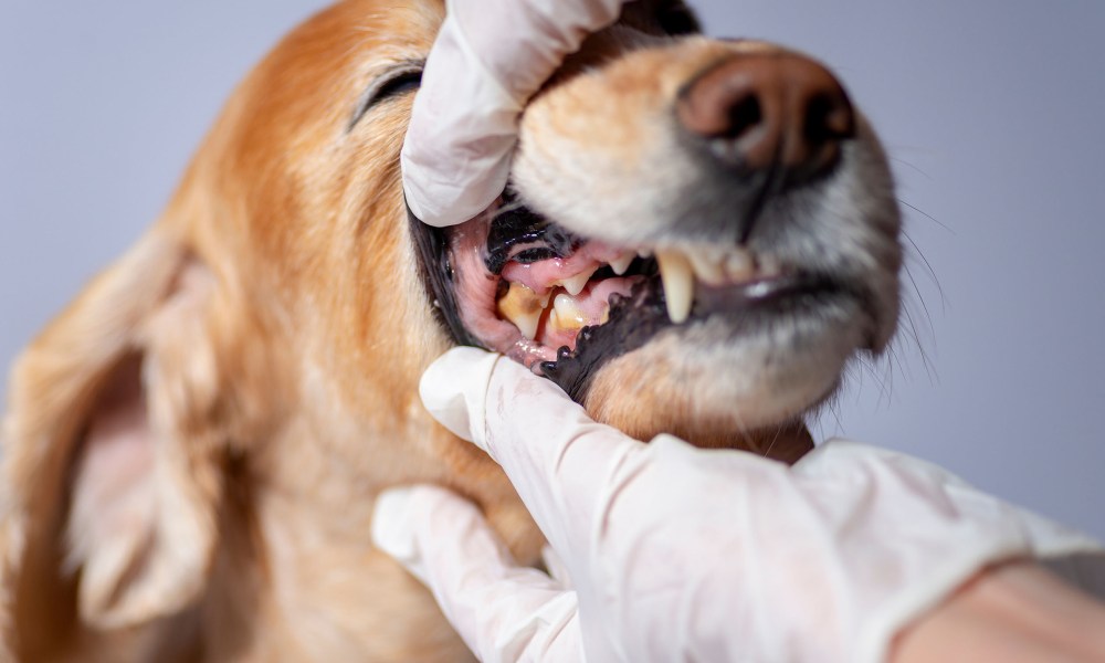 Vet checking a dog's teeth