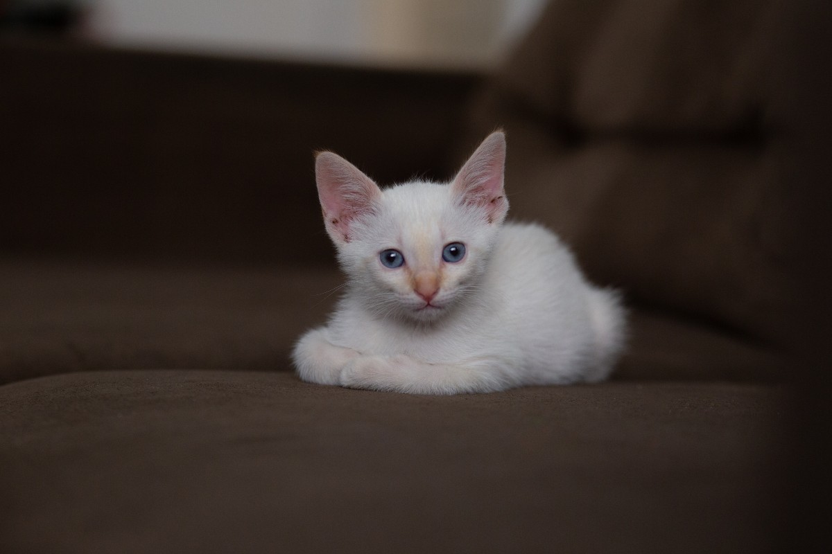 All kittens have blue hot sale eyes