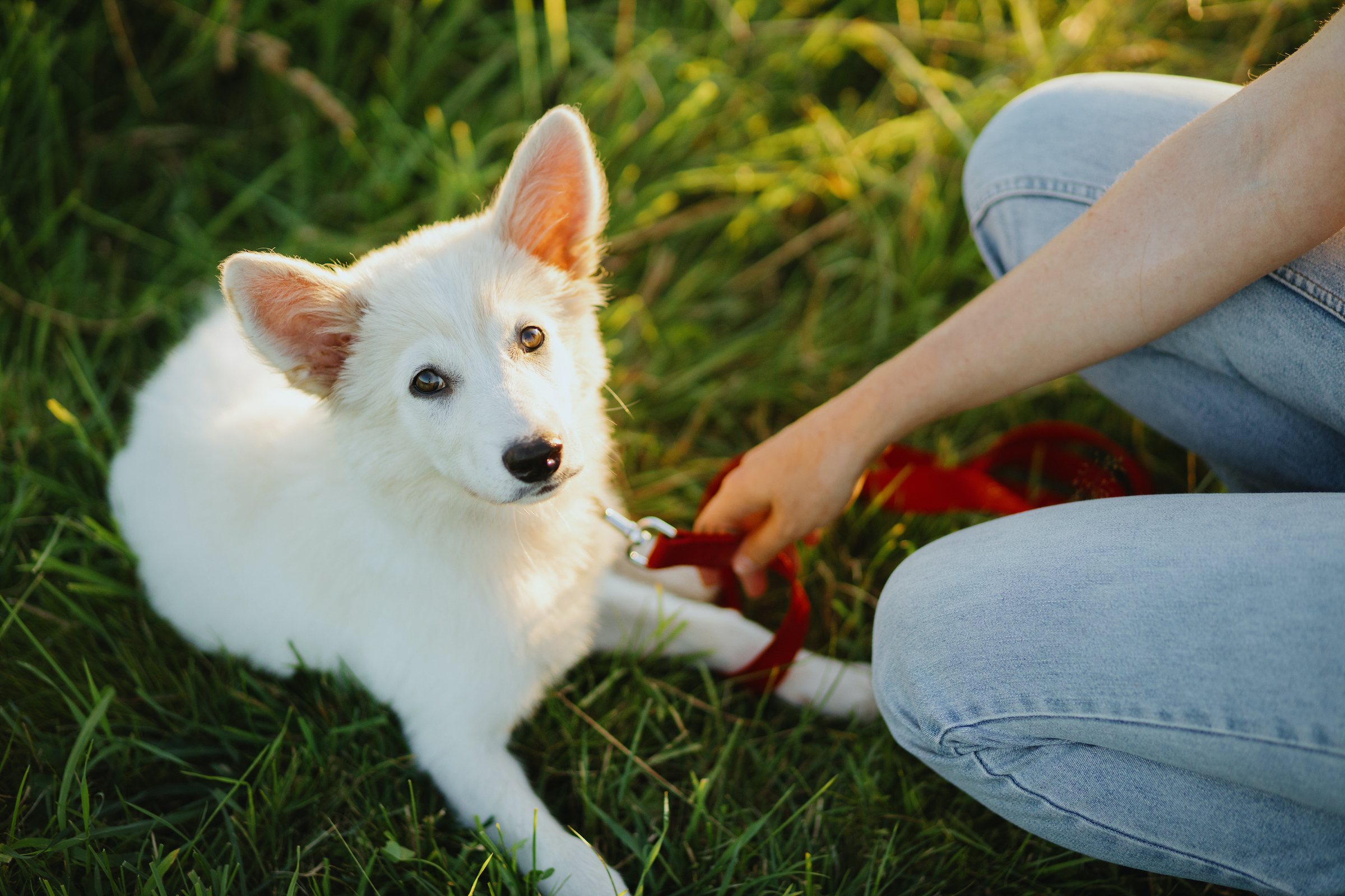 How to leash train clearance a puppy cesar millan