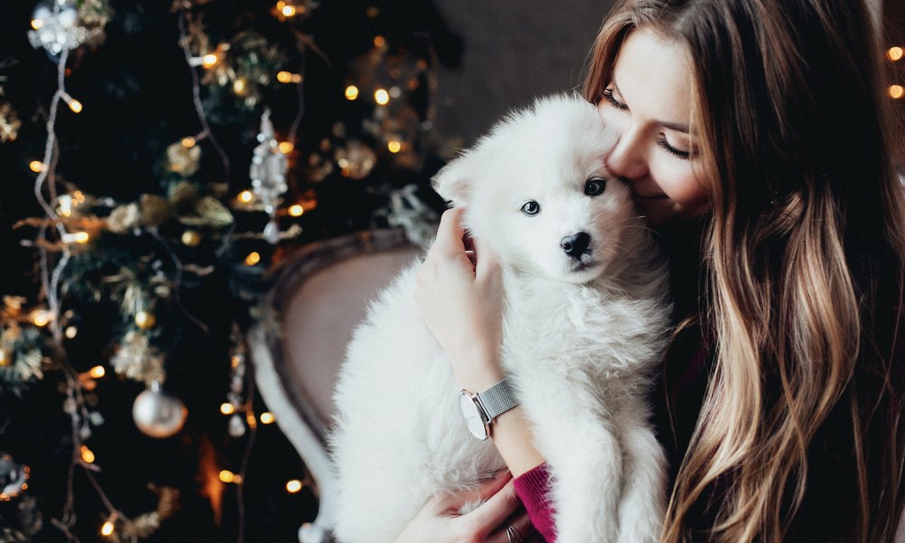 Woman snuggling Samoyed puppy in front of the Christmas tree