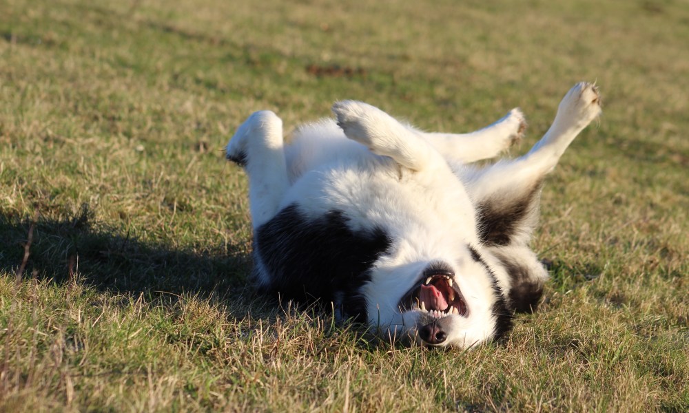 Alaskan malamute on its back