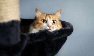 Anxious calico cat lying in the cat bed of a cat tree