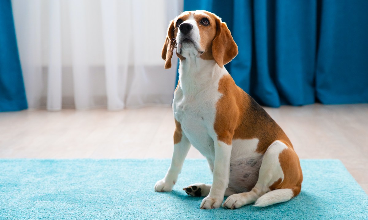 A Beagle sits on a blue carpet and looks up