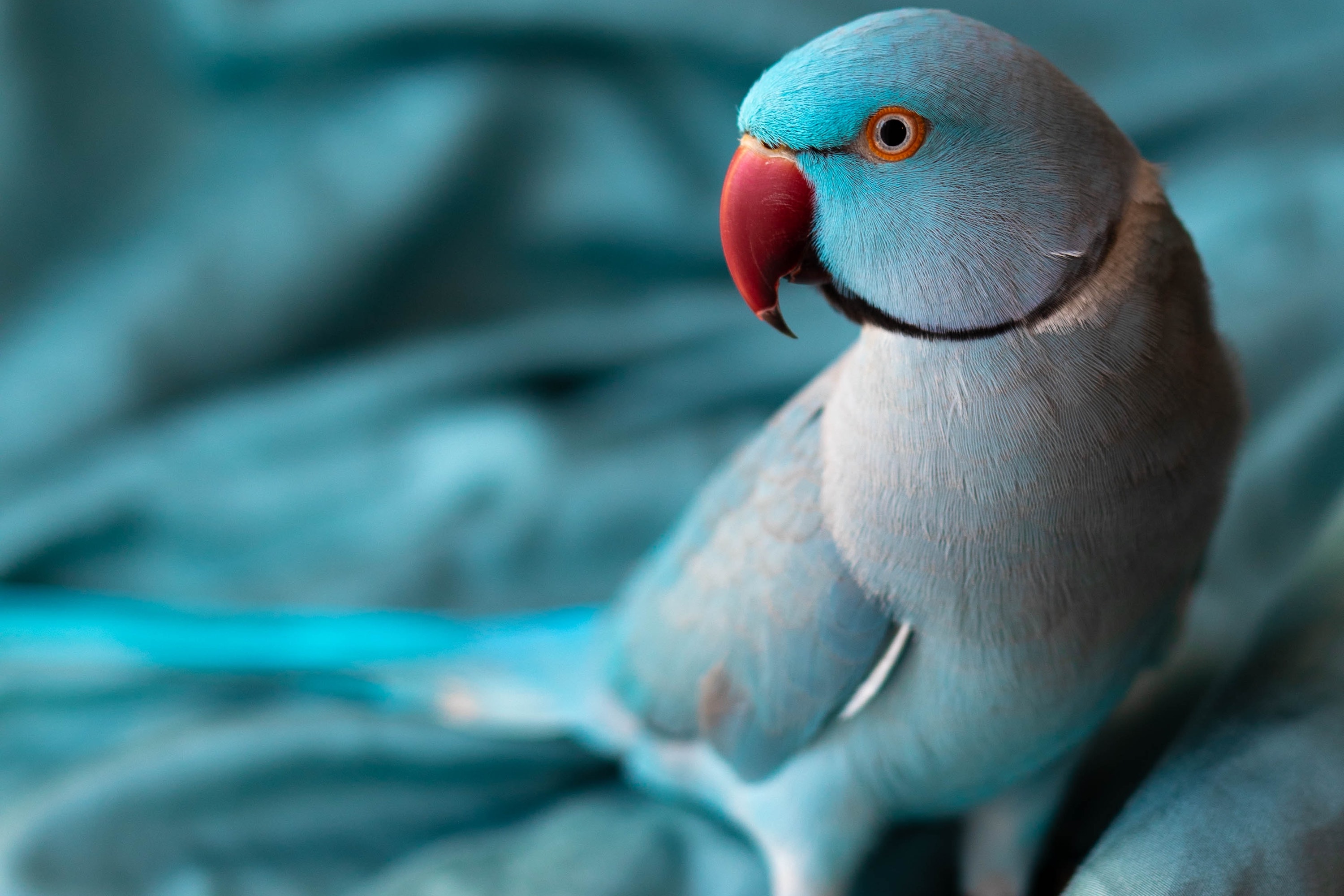 Why Is My Pet Bird Losing Feathers?