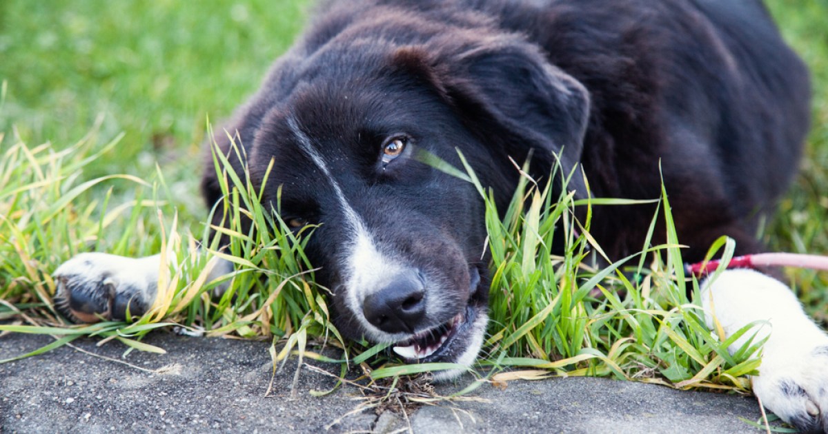 When to see a vet after your dog eats grass