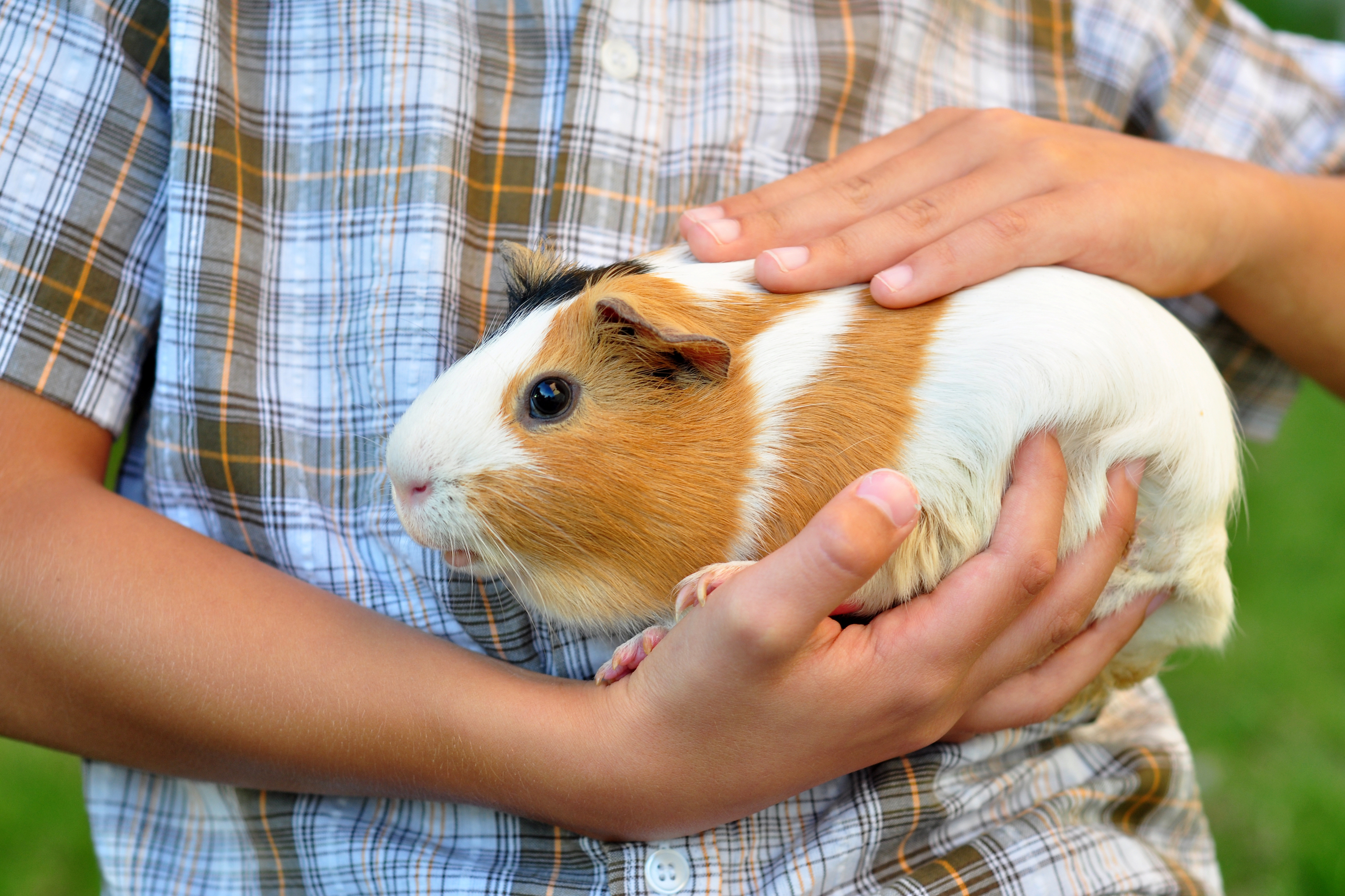 Here Are 5 Ways To Extend Your Guinea Pig's Lifespan PawTracks