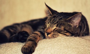 Cat sleeping on a beige fleece blanket