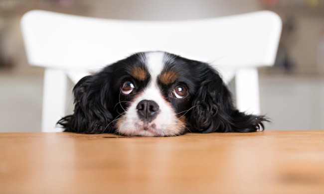 A Cavalier King Charles spaniel begs for food at the table.