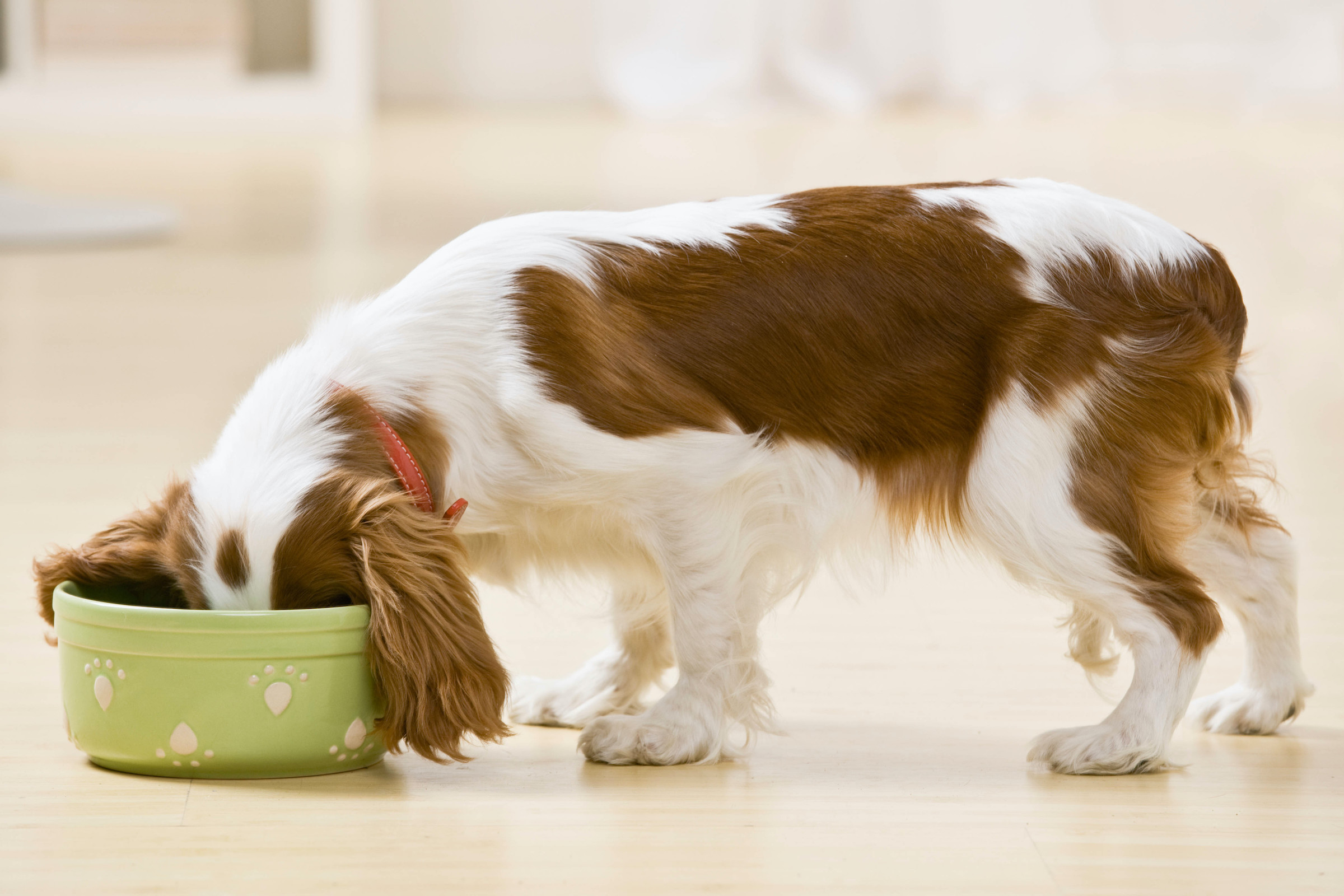 homemade dog food for cavalier king charles