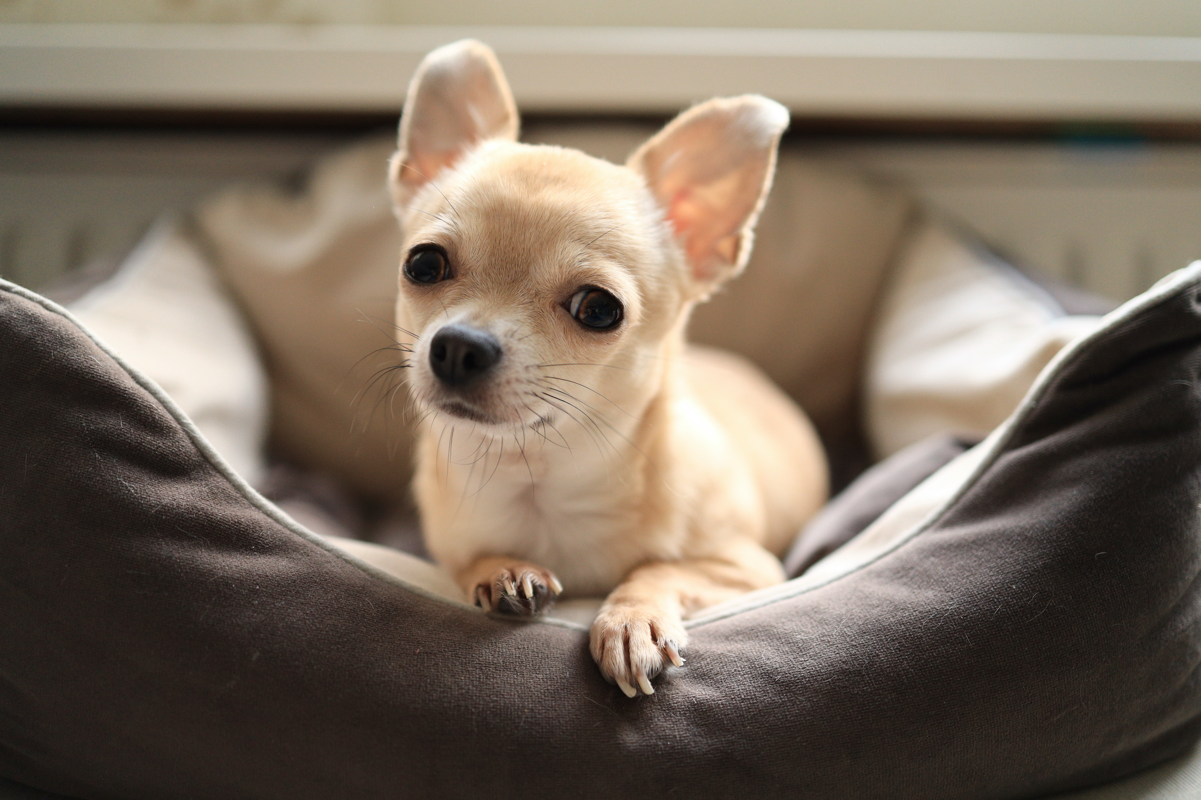 Training a chihuahua to use a litter box sale