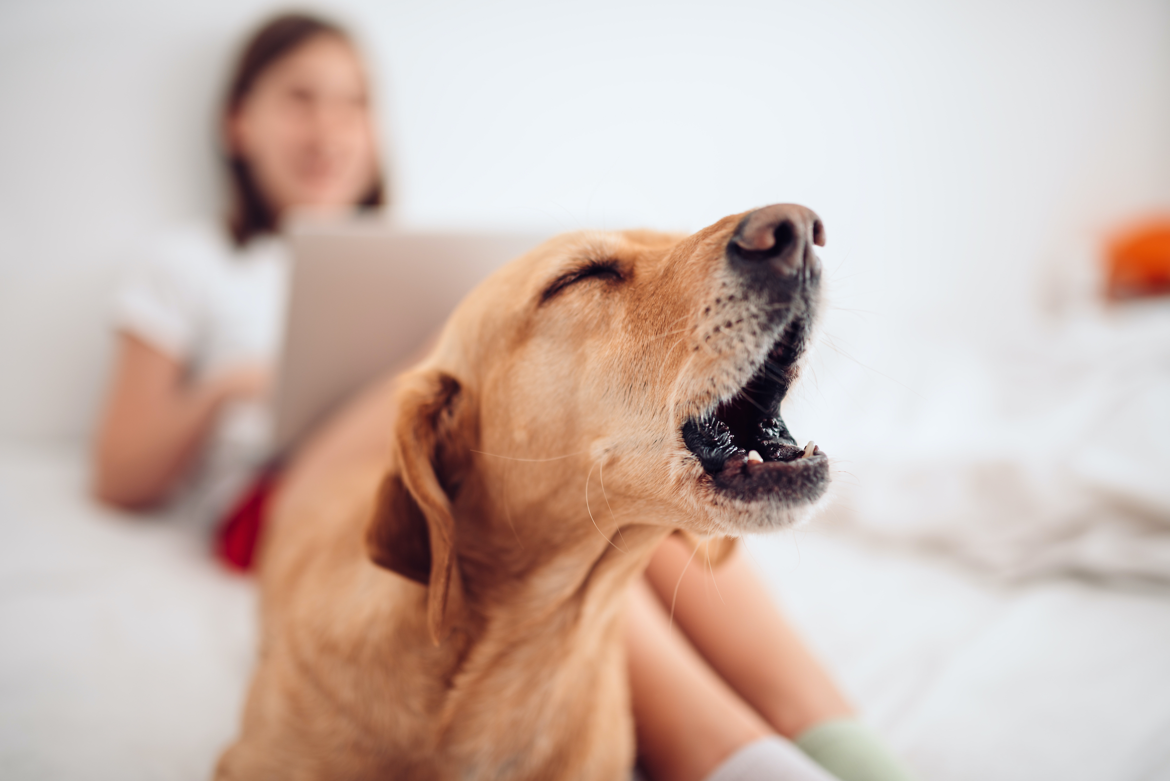 Dog barks as woman works from home