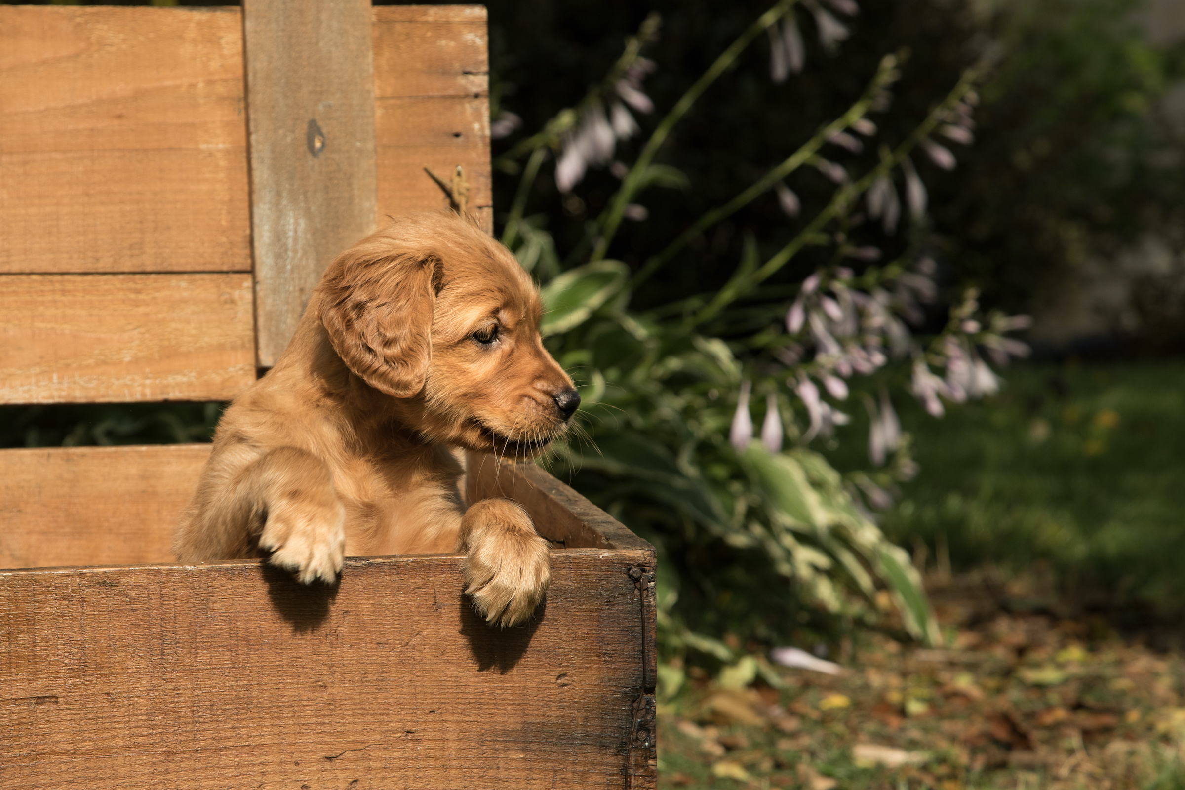 How to Crate Train your Dog — Golden Retriever Life