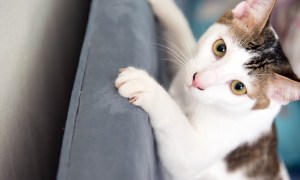 Gray and white cat scratching couch