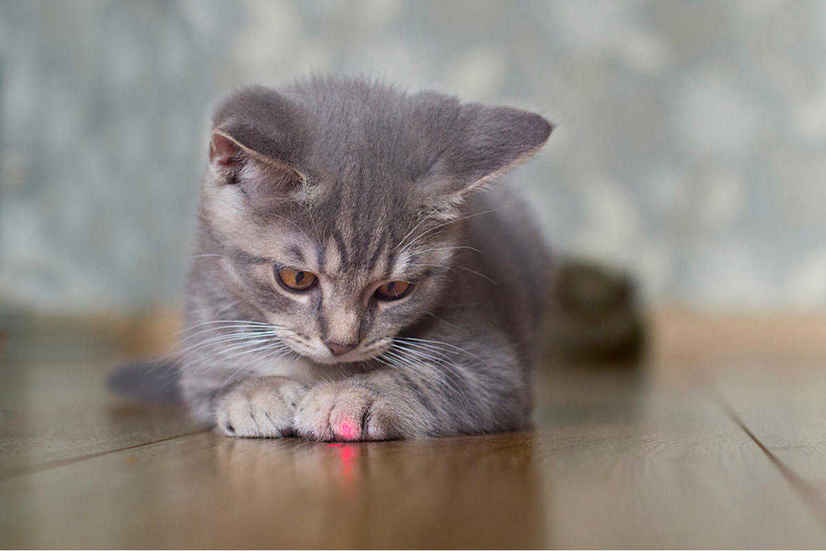 Cat playing 2024 with laser