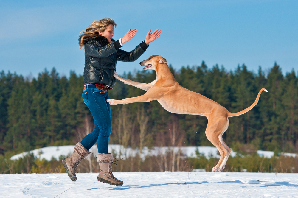 How to easily stop your dog from always jumping up on people - Black