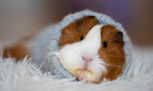 Guinea pigs lies down in a sweater