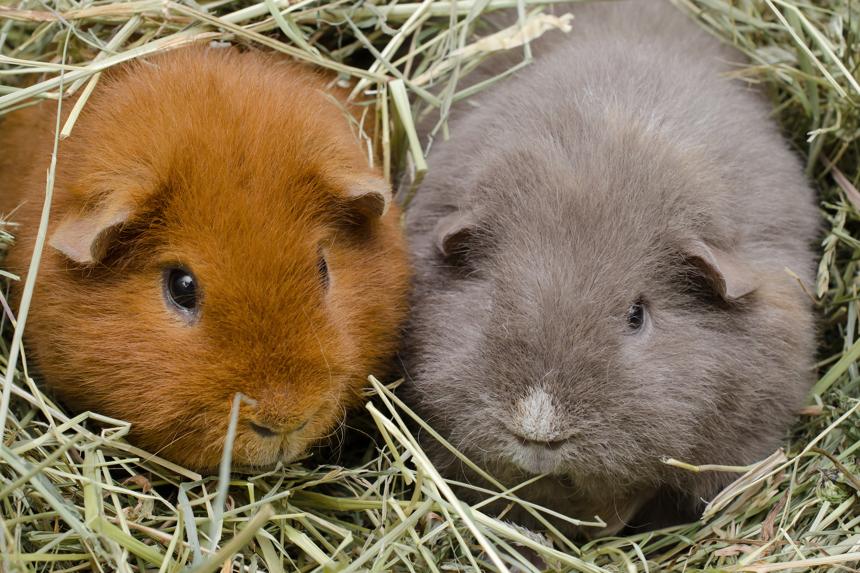 What Is Teeth Chattering Mean For Guinea Pigs