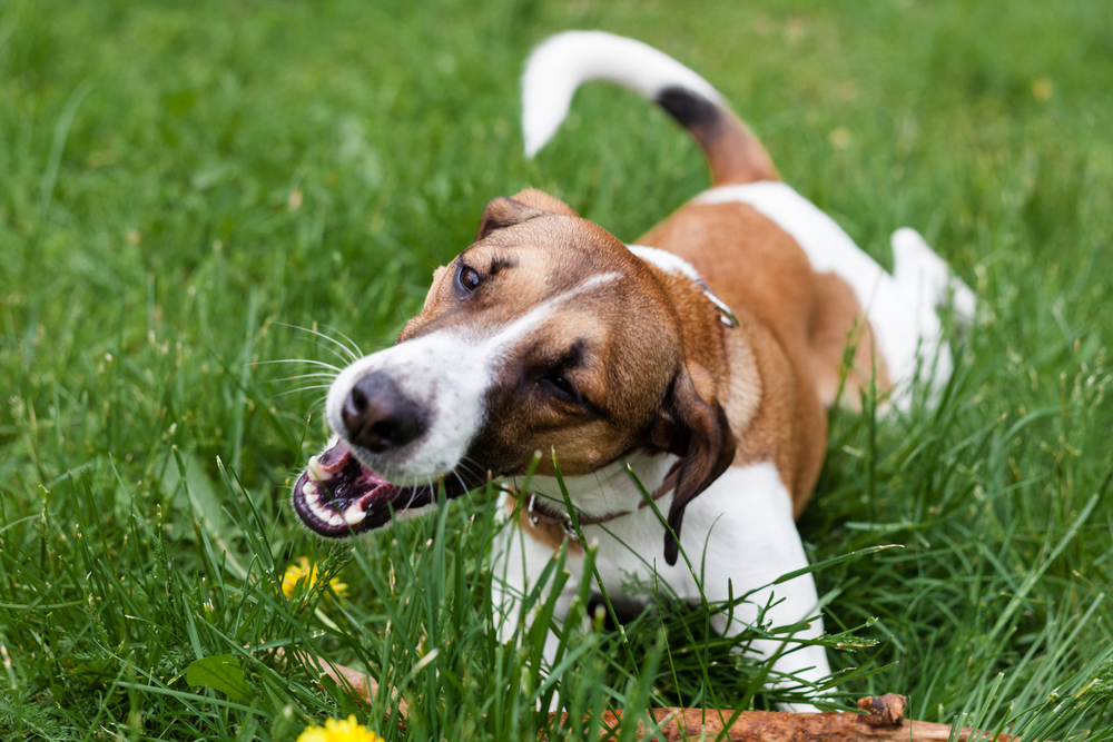 is it dangerous for dogs to eat grass