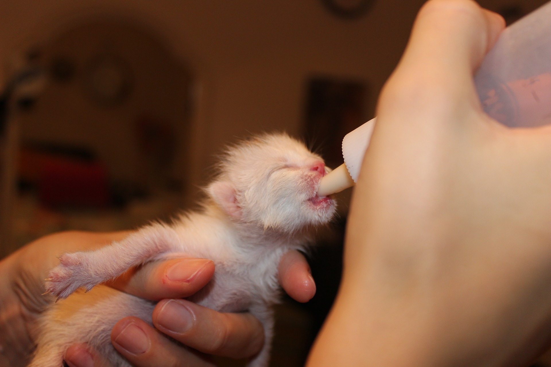 Giving cow discount milk to kittens