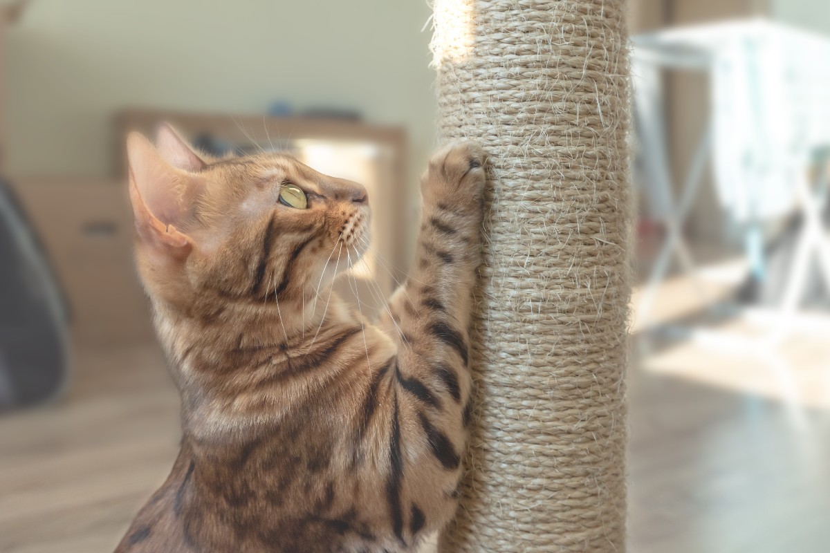 Cat suddenly 2024 scratching furniture