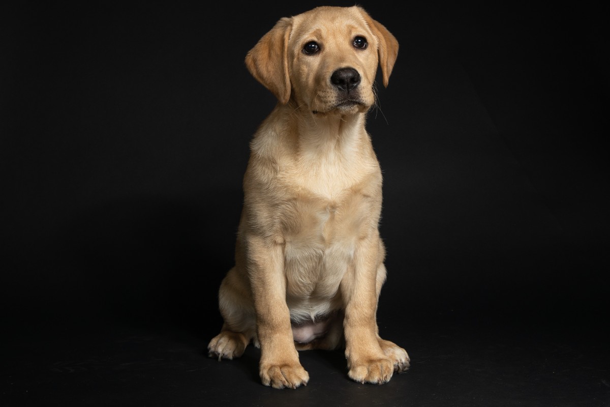 Crate training a outlet lab puppy