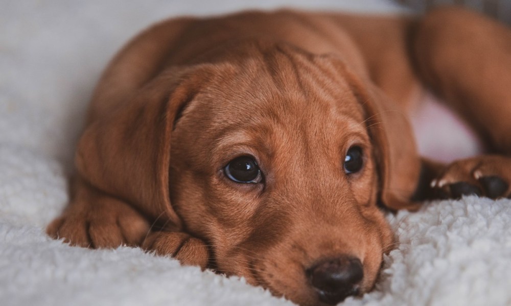 Lab puppy on a bed