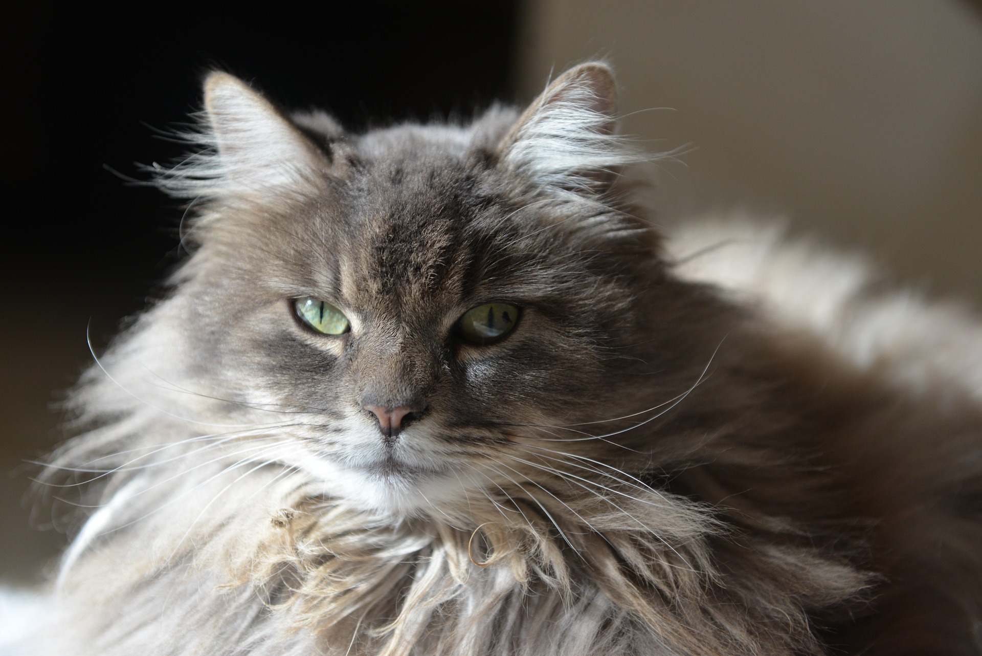 Cat shedding shop winter coat