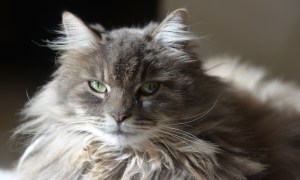 Gray longhair cat sitting indoors in a sunny spot