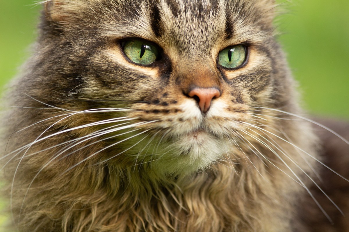 green maine coon