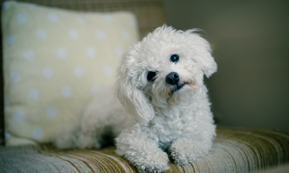 A Maltese dog sits on the sofa and tilts their head curiously