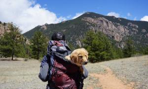 A man hiking with a Golden Retriever puppy in a backpack.