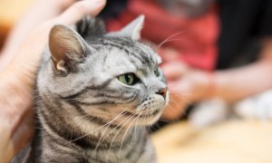 Gray cat being held by the scruff of the neck