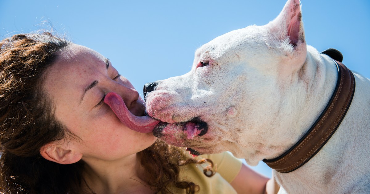 The (rather gross) reason your dog loves to lick people - BBC Science Focus  Magazine
