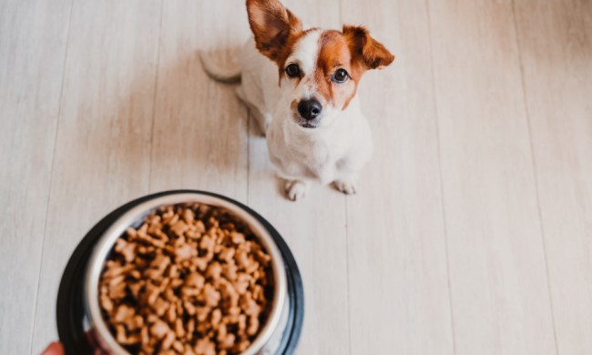 A puppy stares at a bowl of dry kibble